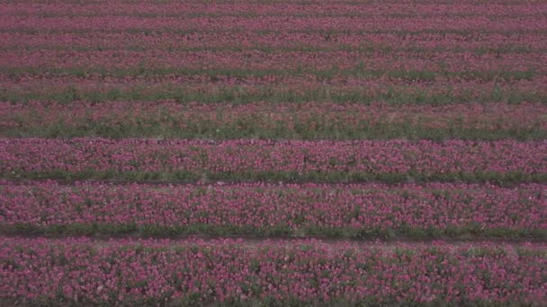 Keukenhof Nizozemsko Duben 2019 Aeiral Bzukot Záběry Krásných Tulipánských Květů — Stock video