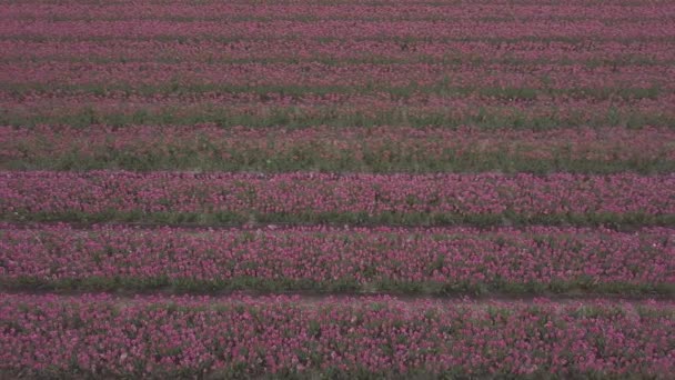 Keukenhof Paesi Bassi Aprile 2019 Riprese Droni Eirali Bellissimi Fiori — Video Stock