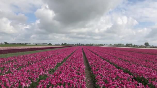 オランダの劇的な曇り空の下で農村に咲く美しいピンクのチューリップの花 アムステルダム近くのキューケンホフ庭園の外のエキゾチックな花の農場 — ストック動画