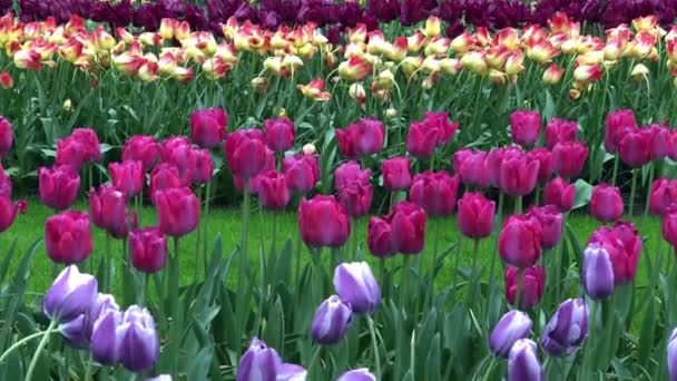 Lindas Flores Tulipas Florescendo Jardim Livre Amsterdam Tradicional Campo Flores — Vídeo de Stock