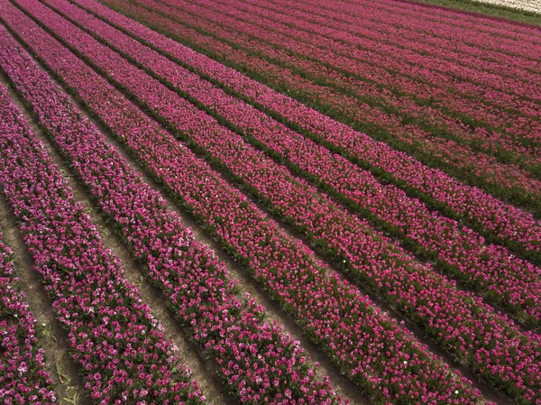 Lindas flores de tulipa crescem no campo rural da Holanda do Sul, Holanda — Fotografia de Stock