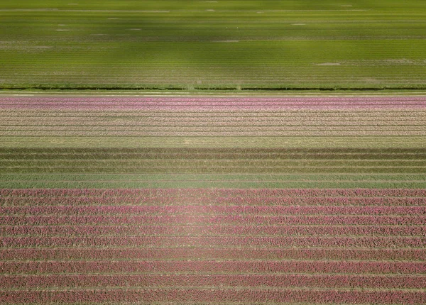 Landelijke boerderijvelden met natuurlijke voedsel teelt in Nederland — Stockfoto