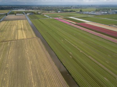Hollanda'da doğal gıda yetiştiriciliği ile kırsal tarım alanları