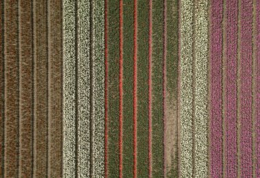 Güzel lale çiçekleri Horthern Hollanda kırsal alanda büyümek, Hollanda