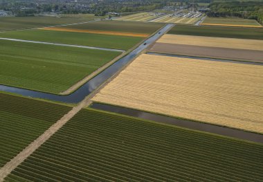 Hollanda'da doğal gıda yetiştiriciliği ile kırsal tarım alanları