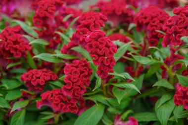 Hollanda bahçesinde yetiştirilen güzel egzotik lale çiçekler