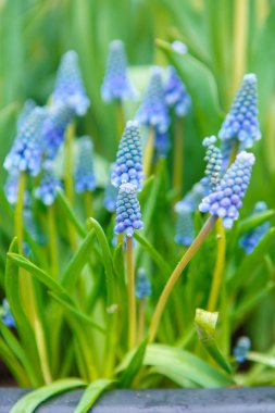 Hollanda bahçesinde yetiştirilen güzel egzotik lale çiçekler