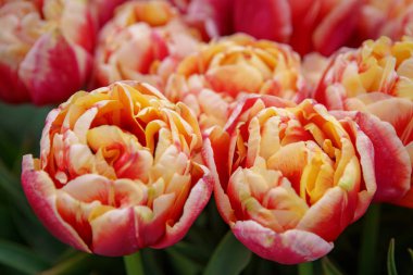 Hollanda bahçesinde yetiştirilen güzel egzotik lale çiçekler