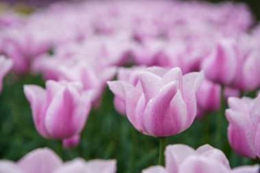 Hollanda bahçesinde yetiştirilen güzel egzotik lale çiçekler