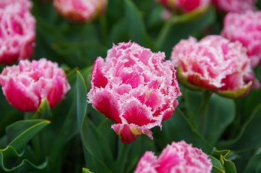 Hollanda bahçesinde yetiştirilen güzel egzotik lale çiçekler