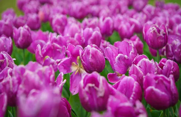 Beautiful exotic tulip flowers cultivated in Netherlands garden