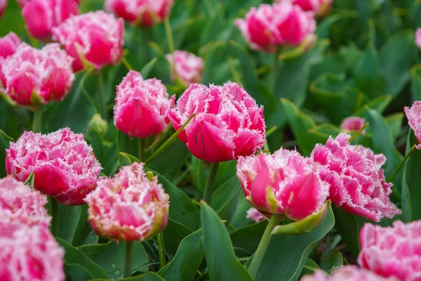 Beautiful exotic tulip flowers cultivated in Netherlands garden