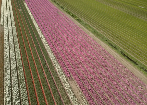 Piękne kwiaty tulipana rosną w dziedzinie wsi Horthern Holland, Holandia — Zdjęcie stockowe