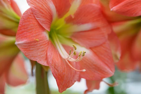 Красивые экзотические цветы тюльпанов, выращиваемые в саду Нидерландов — стоковое фото