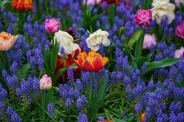 Beautiful exotic tulip flowers cultivated in Netherlands garden