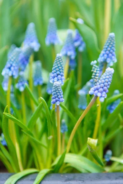 Hollanda bahçesinde yetiştirilen güzel egzotik lale çiçekler