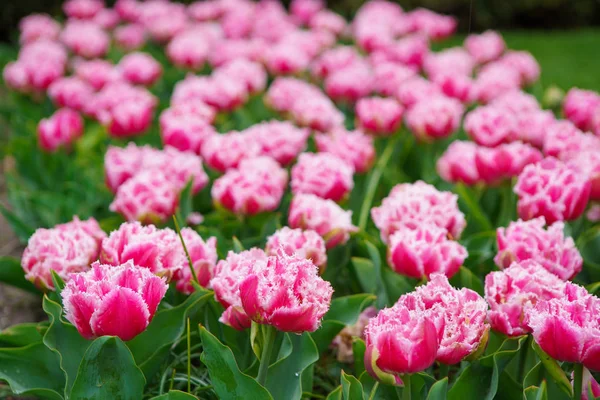 Beautiful exotic tulip flowers cultivated in Netherlands garden