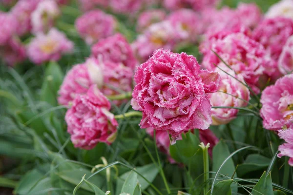 オランダの庭で栽培された美しいエキゾチックなチューリップの花 — ストック写真