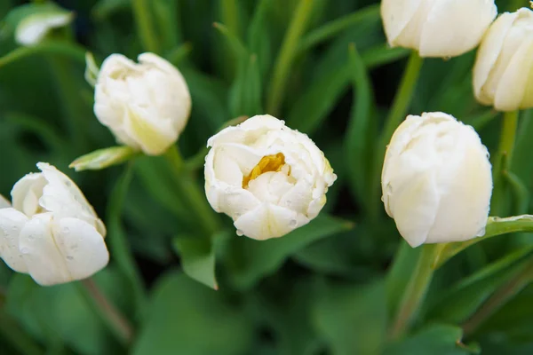 Lindas flores exóticas de tulipas cultivadas no jardim dos Países Baixos — Fotografia de Stock