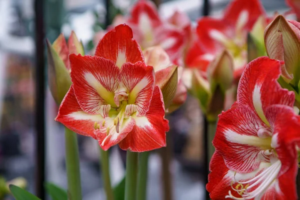 オランダの庭で栽培された美しいエキゾチックなチューリップの花 — ストック写真