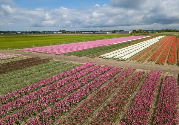 Όμορφα άνθη τουλίπας μεγαλώνουν στο αγροτικό πεδίο της Βόρεια Ολλανδία, Ολλανδία — Φωτογραφία Αρχείου