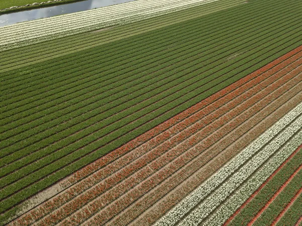 Gospodarstwa rolne z naturalnymi żywnością rosnąca w Holandii — Zdjęcie stockowe