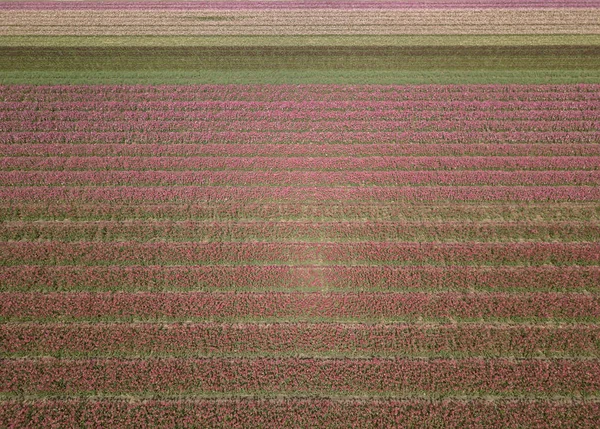 Piękne kwiaty tulipana rosną w dziedzinie wsi Horthern Holland, Holandia — Zdjęcie stockowe