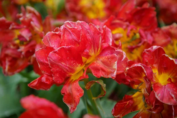 Όμορφα εξωτικά άνθη τουλίπας καλλιεργείται στον ολλανδικό κήπο — Φωτογραφία Αρχείου