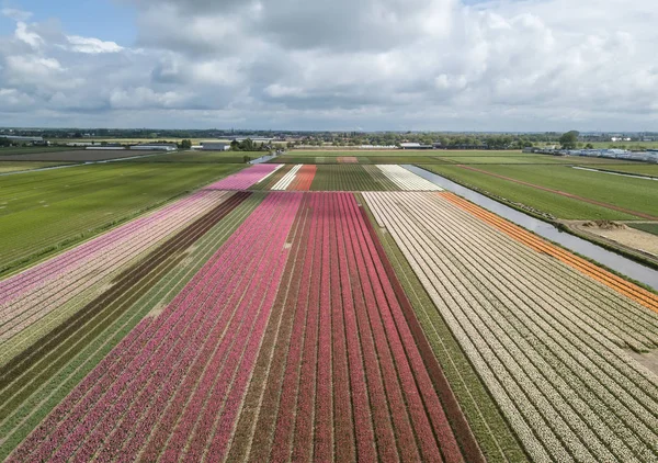 Güzel lale çiçekleri Horthern Hollanda kırsal alanda büyümek, Hollanda
