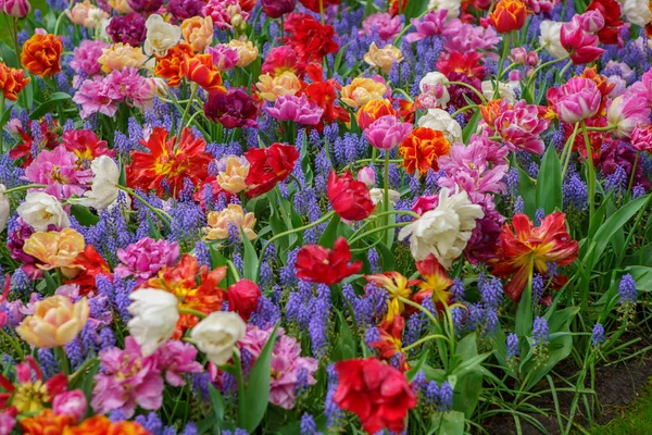 Beautiful exotic tulip flowers cultivated in Netherlands garden