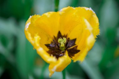 Hollanda çiçek tarlası ilkbahar mevsiminde çiçek açar. Egzotik dekoratif bitkiler Hollanda'nın alanlarında yetişir. Hollanda ilinde renkli çiçekler ile güzel duvar kağıdı