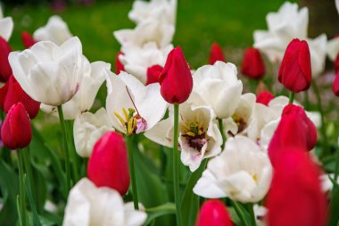 Hollanda'da lale bahçesi Keukenhof güzel dekoratif çiçekler çiçek. Duvar kağıdı tasarımı için egzotik renkli çiçekler. Canlı bahar çiçeği ile Çiçek arka plan, yakın çekim