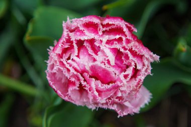 Hollanda'da lale çiçekleri bahçesi. Bahar doğa yakın çiçek. Hollanda alanlarında çiçek açan egzotik çiçekler ile güzel çiçek arka plan. Hollanda çiçek tasarımında doğanın güzelliği