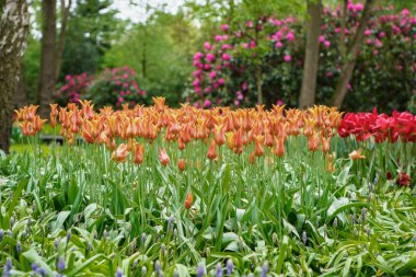 Hollanda'da lale çiçekleri bahçesi. Bahar doğa yakın çiçek. Hollanda alanlarında çiçek açan egzotik çiçekler ile güzel çiçek arka plan. Hollanda çiçek tasarımında doğanın güzelliği