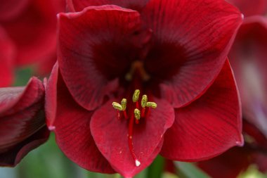 Hollanda çiçek tarlası ilkbahar mevsiminde çiçek açar. Egzotik dekoratif bitkiler Hollanda'nın alanlarında yetişir. Hollanda ilinde renkli çiçekler ile güzel duvar kağıdı