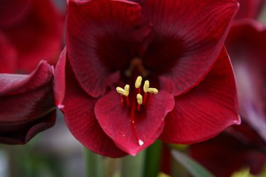 Hollanda'da lale çiçekleri bahçesi. Bahar doğa yakın çiçek. Hollanda alanlarında çiçek açan egzotik çiçekler ile güzel çiçek arka plan. Hollanda çiçek tasarımında doğanın güzelliği