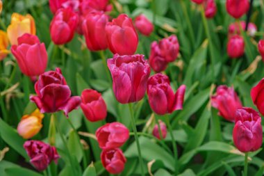 Hollanda çiçek tarlası ilkbahar mevsiminde çiçek açar. Egzotik dekoratif bitkiler Hollanda'nın alanlarında yetişir. Hollanda ilinde renkli çiçekler ile güzel duvar kağıdı