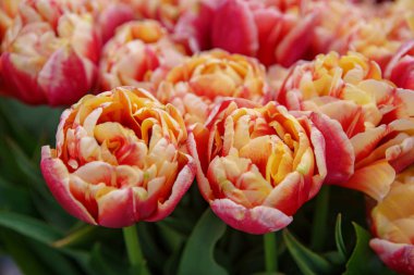 Hollanda çiçek tarlası ilkbahar mevsiminde çiçek açar. Egzotik dekoratif bitkiler Hollanda'nın alanlarında yetişir. Hollanda ilinde renkli çiçekler ile güzel duvar kağıdı