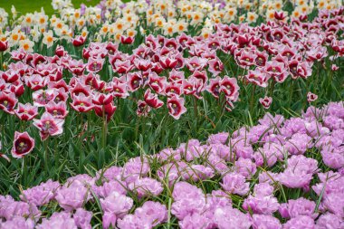 Hollanda'da lale bahçesi Keukenhof güzel dekoratif çiçekler çiçek. Duvar kağıdı tasarımı için egzotik renkli çiçekler. Canlı bahar çiçeği ile Çiçek arka plan, yakın çekim
