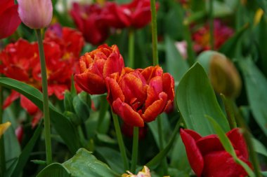 Egzotik bahar çiçekleri Hollanda'da yetişir. Yakın çekimde güzel Hollanda çiçek tarlası. Çiçek arka plan tasarımı için dekoratif renkli bitkiler.