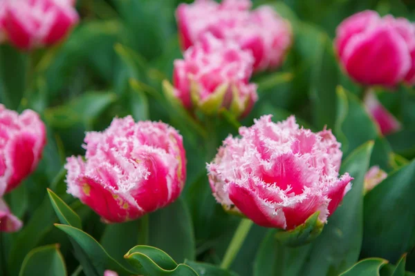 Belles Fleurs Décoratives Fleurissent Dans Jardin Tulipes Keukenhof Aux Pays — Photo