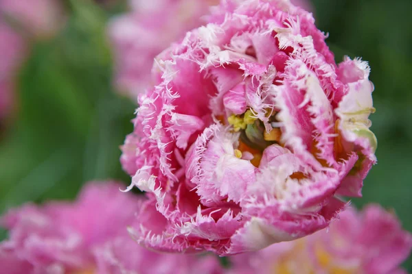 オランダではエキゾチックな春の花が育ちます クローズアップで美しいオランダの花畑 花の背景デザインのための装飾的なカラフルな植物 — ストック写真