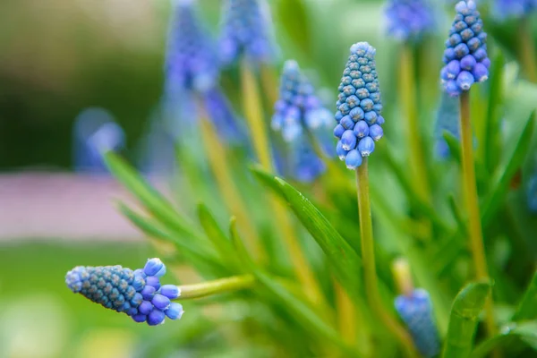 オランダのチューリップの花園 間近に春の自然が咲きます オランダのフィールドに咲くエキゾチックな花と美しい花の背景 オランダの花のデザインで自然の美しさ — ストック写真