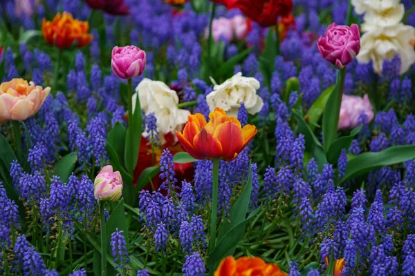 Exotic spring flowers grow in Netherlands. Beautiful dutch flower field in close up. Decorative colorful plants for floral background design.