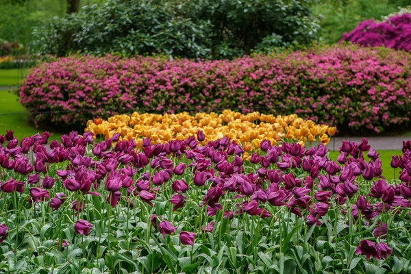 Holländische Blumenfelder Blühen Frühling Exotische Zierpflanzen Gedeihen Auf Den Feldern — Stockfoto