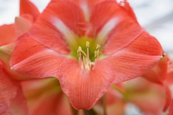 Κήπος Λουλούδια Τουλίπα Την Άνοιξη Ολλανδικά Διακοσμητικά Λουλούδια Ανθίζουν Όμορφα — Φωτογραφία Αρχείου