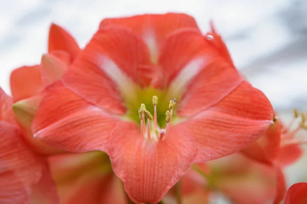 Hollanda Lale Çiçekleri Bahçesi Bahar Doğa Yakın Çiçek Hollanda Alanlarında — Stok fotoğraf