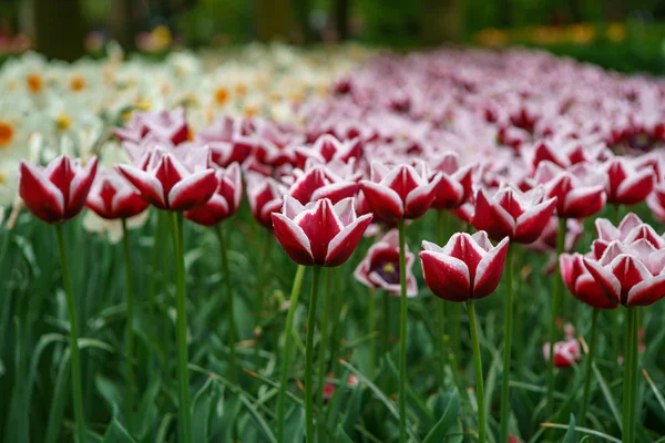 Exotic spring flowers grow in Netherlands. Beautiful dutch flower field in close up. Decorative colorful plants for floral background design.