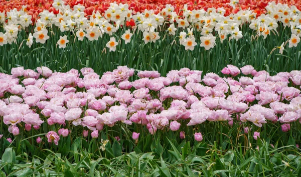 Holländische Blumenfelder Blühen Frühling Exotische Zierpflanzen Gedeihen Auf Den Feldern — Stockfoto