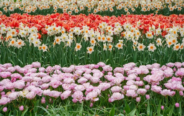 Hollanda Lale Bahçesi Keukenhof Güzel Dekoratif Çiçekler Çiçek Duvar Kağıdı — Stok fotoğraf